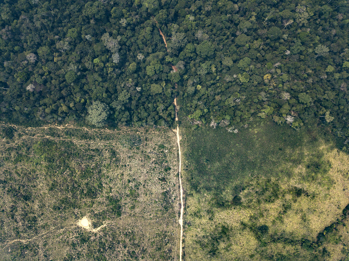 Desmatamento na Amazônia Legal e casos de covid-19 em indígenas caminham lado a lado