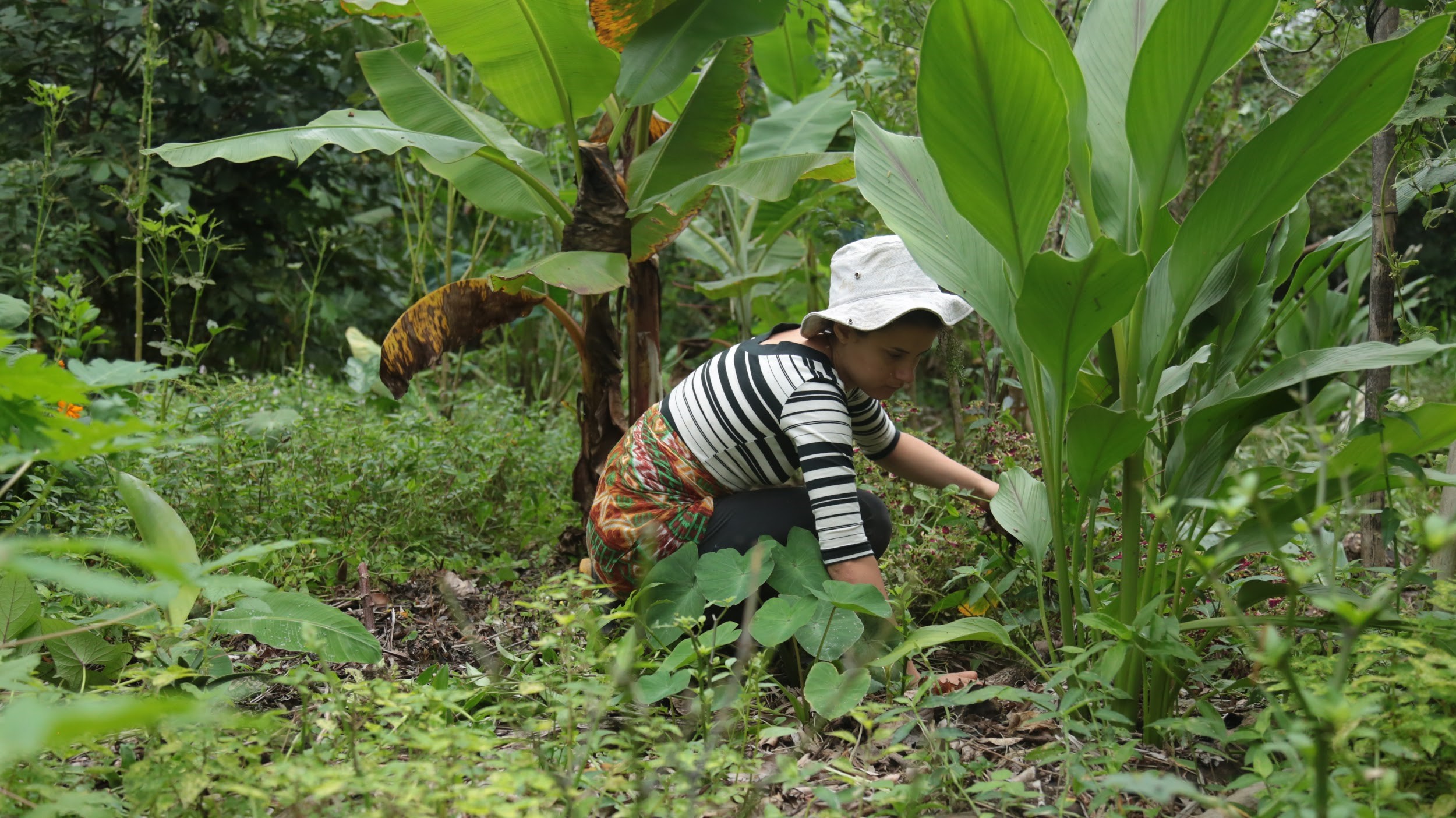 Agrofloresta: aliada na preservação do meio ambiente