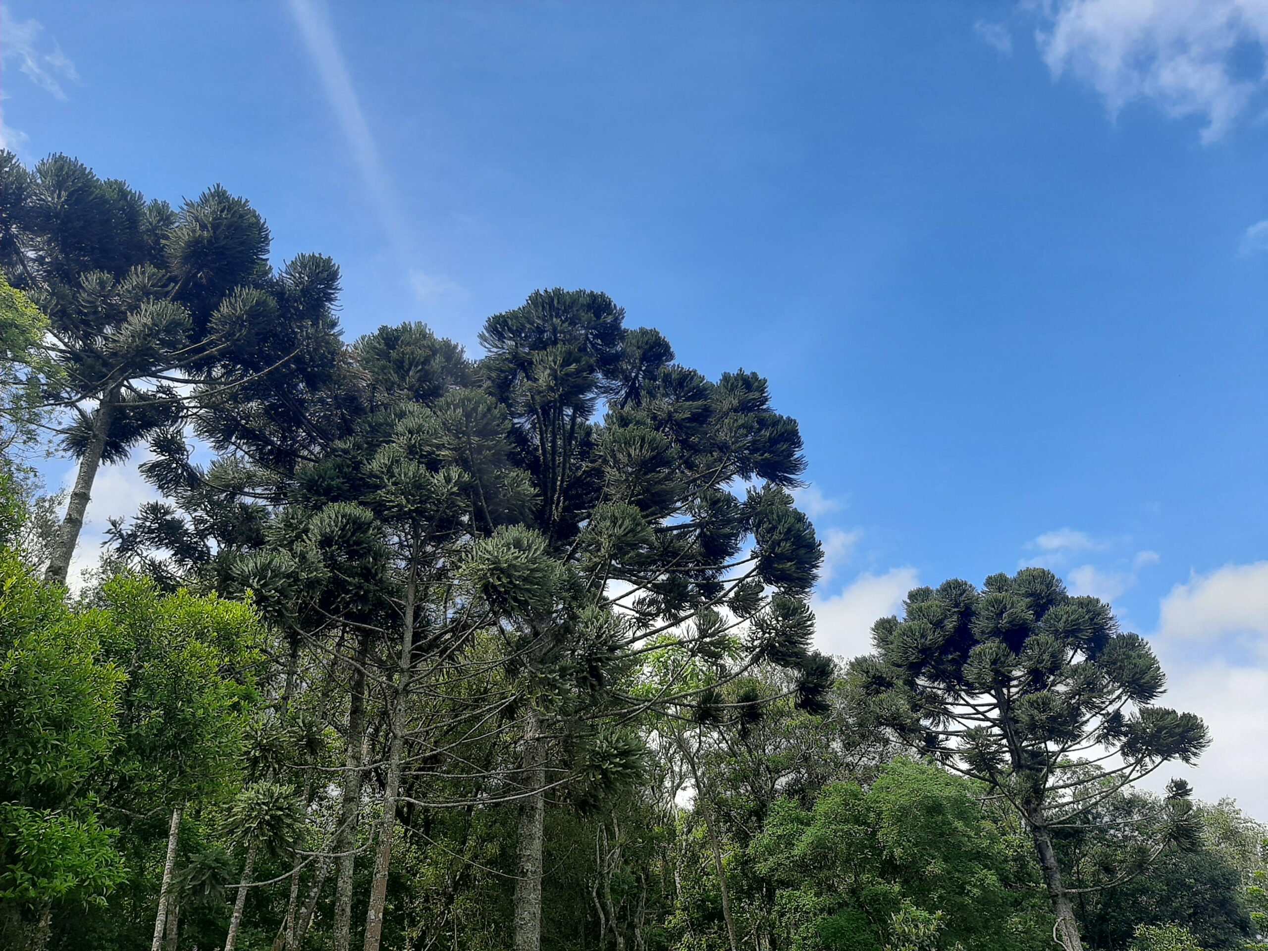 Desmatamento da Mata Atlântica no Paraná cresce 35%