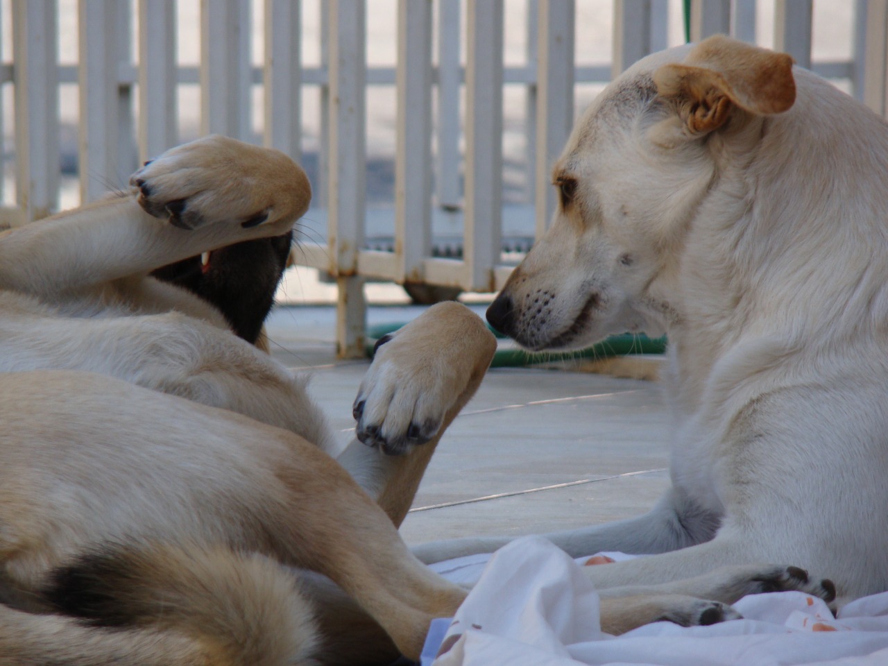Cães sofrem com abandono e devoluções após o fim da pandemia