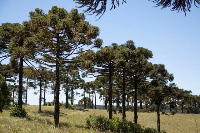 Paraná é o terceiro estado do país que mais desmata a Mata Atlântica