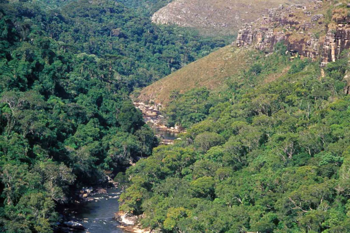 Obra ameaça cerca de 4 mil araucárias no Paraná