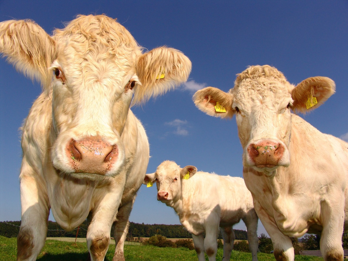 Curitibanos buscam novas opções de carnes para economizar