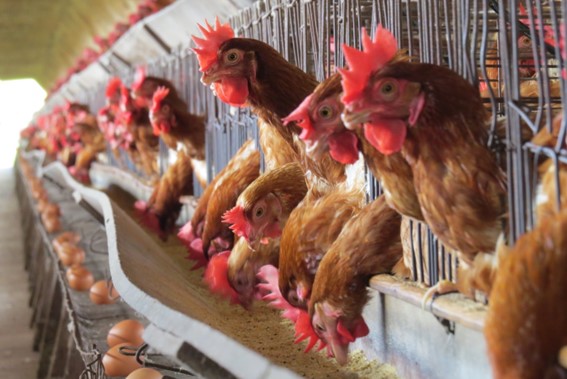Paraná lidera produção de frango no país pelo terceiro ano consecutivo