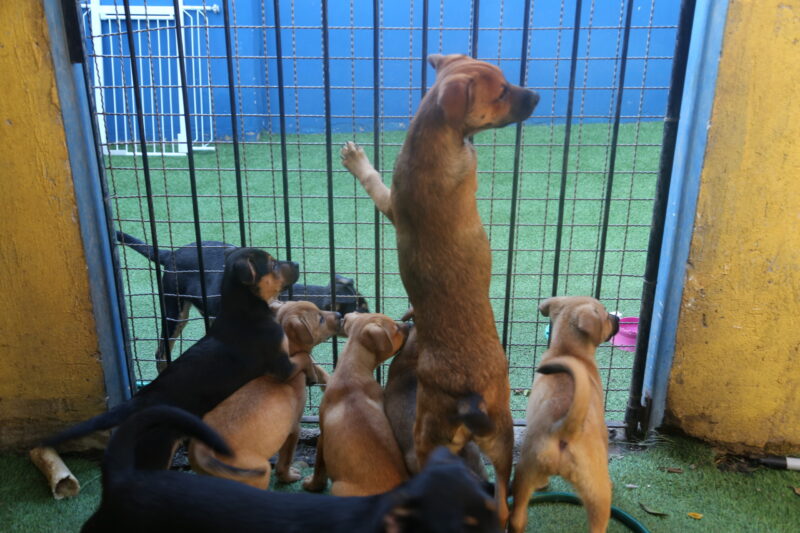 ONGS de Proteção Animal enfrentam crise financeira e falta de voluntários em Curitiba