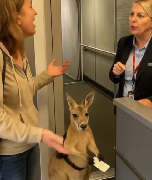 É falso que mulher tentou embarcar em voo com canguru de apoio emocional?