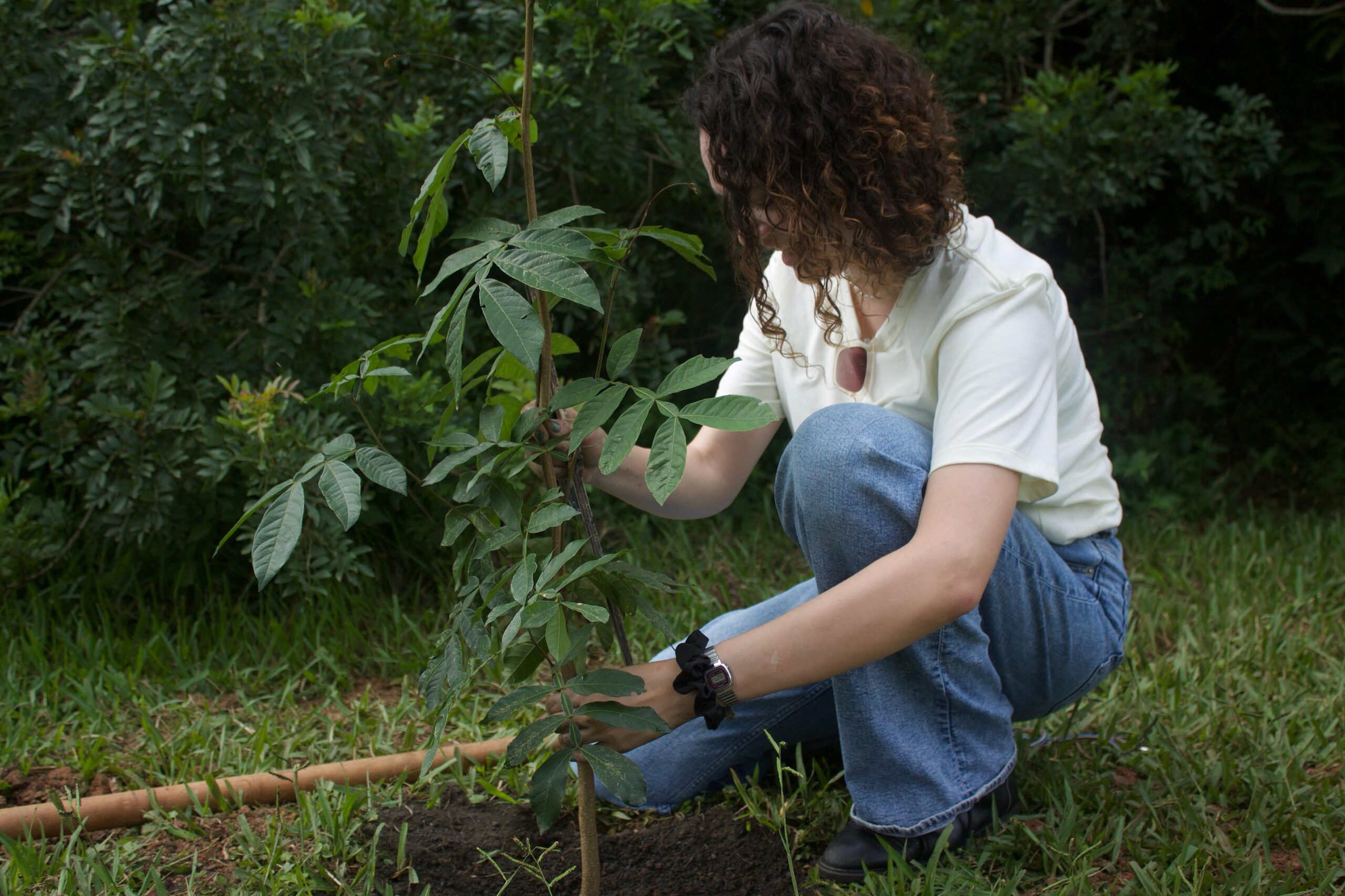 Projeto propõe jardins de chuva para reduzir enchentes em Curitiba