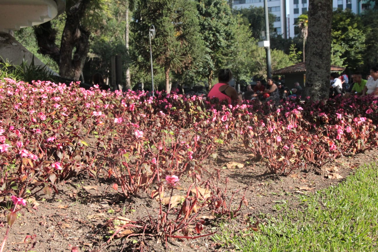 Calor recorde desafia manutenção de parques e praças em Curitiba